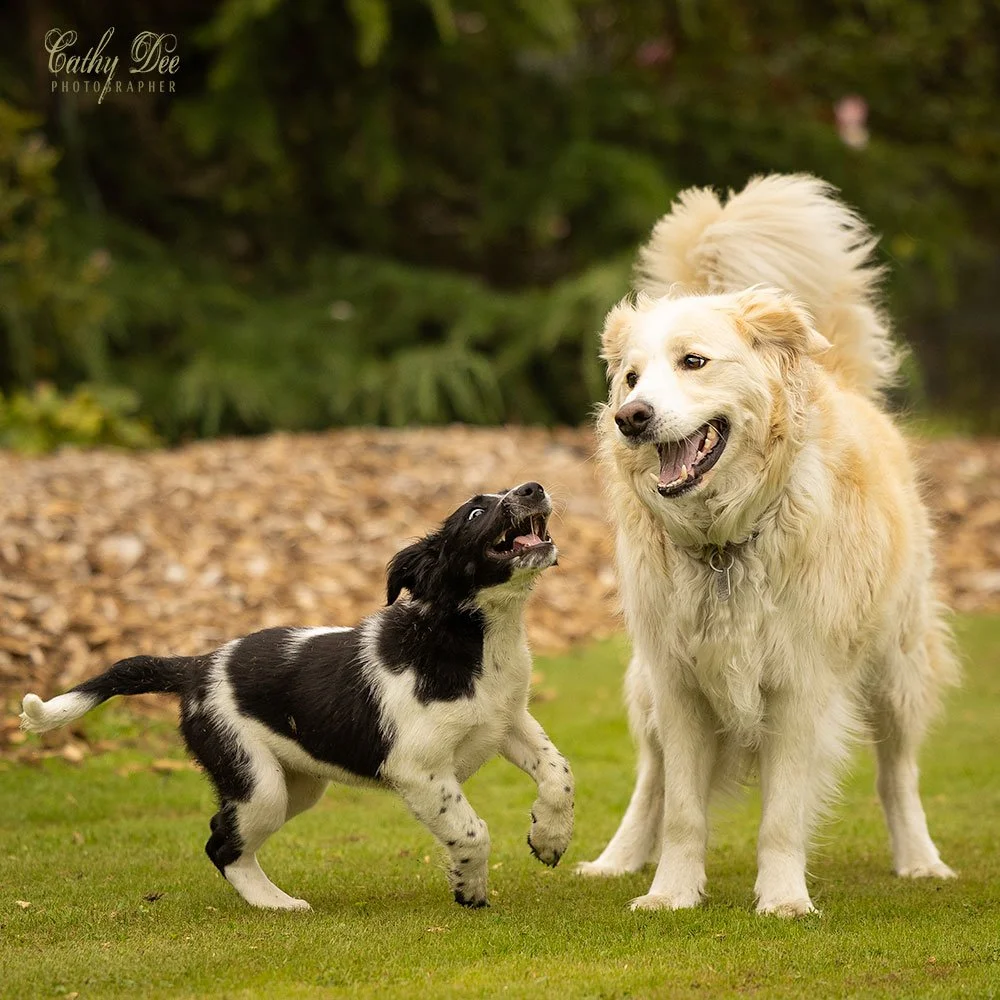 Border collie adult playing with puppy