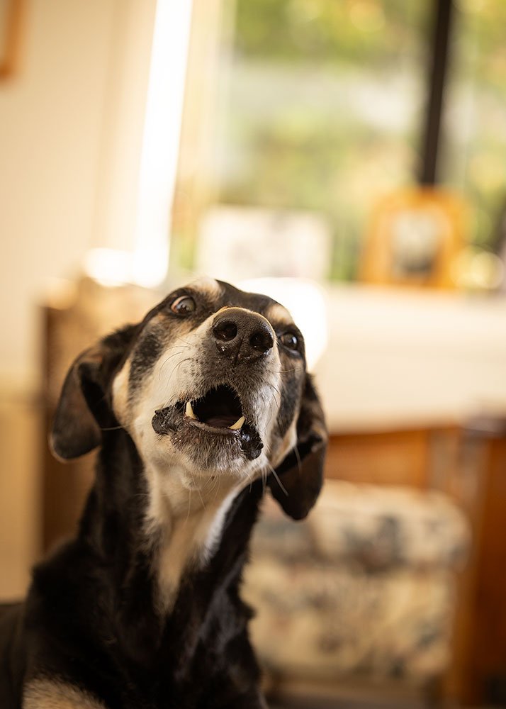 elderly huntaway dog in full noise