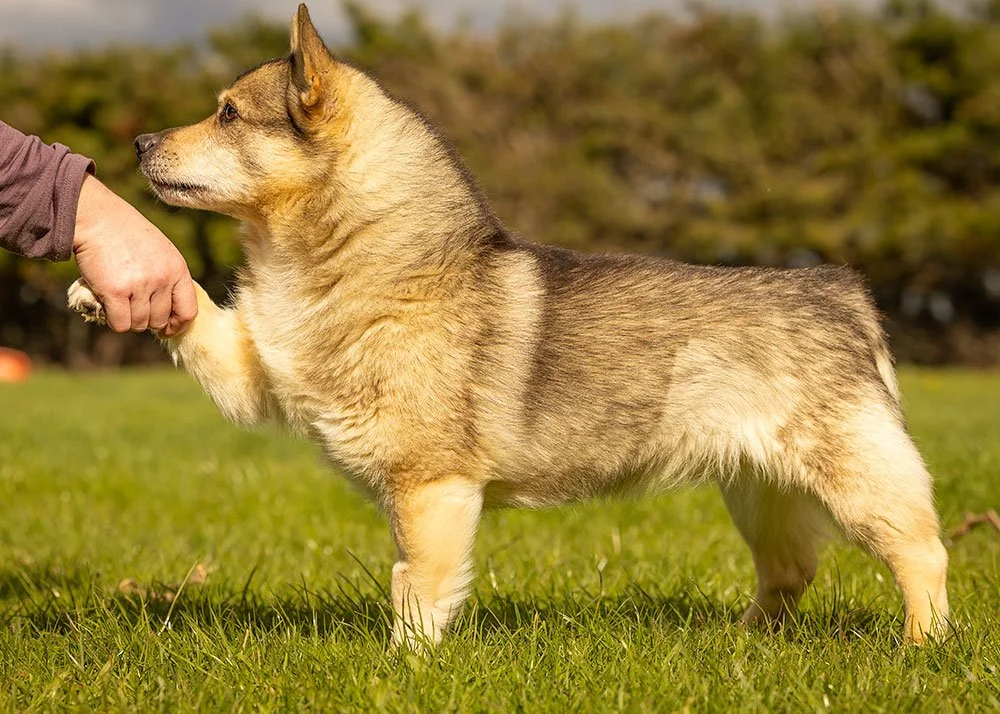 dog holding hands