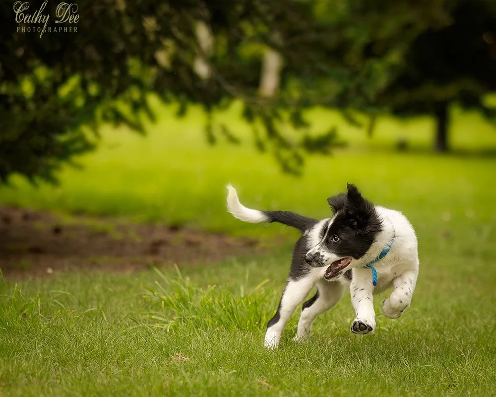 Border collie puppy playing