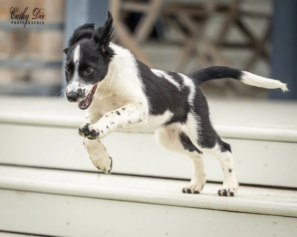 Puppy jumping off stairs