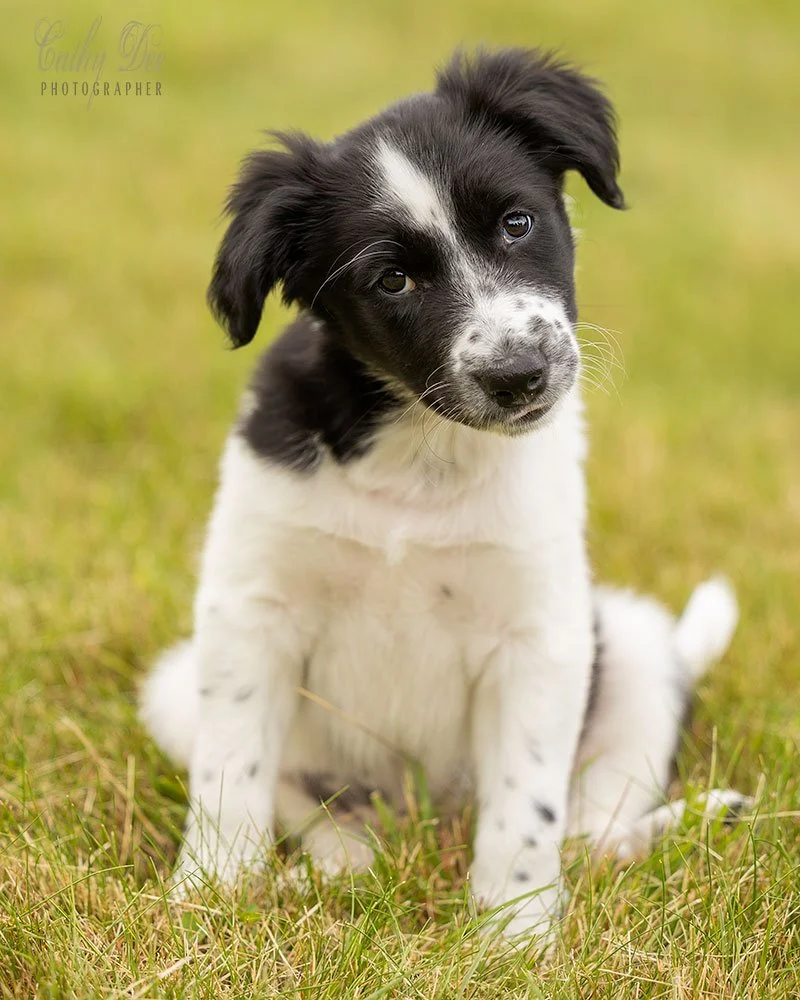 Puppy trying to understand her new world