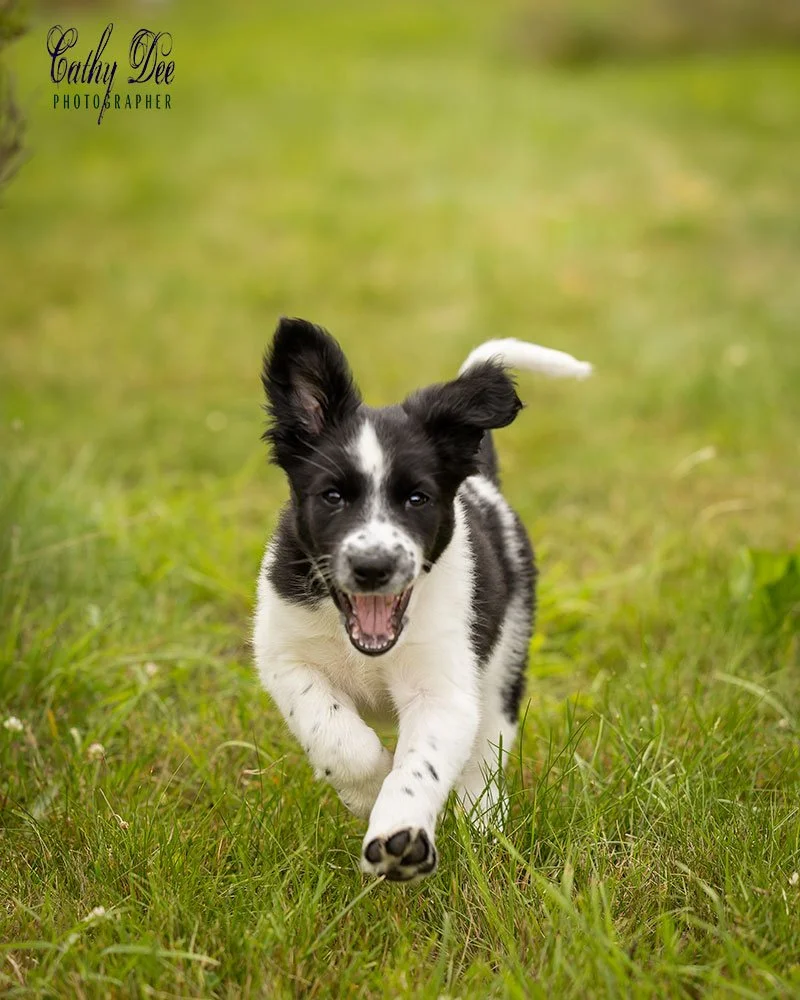 puppy running towards the photographer