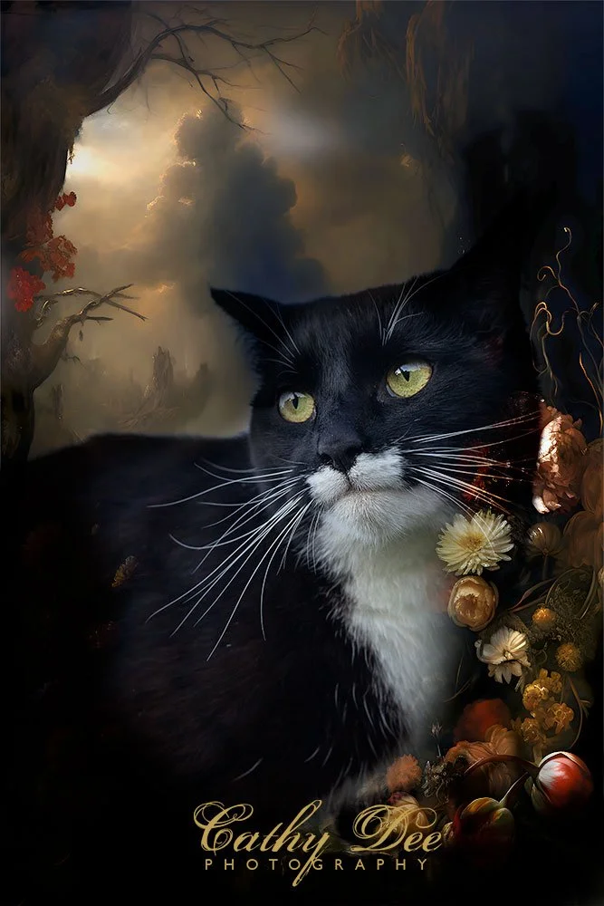 Tuxedo Cat