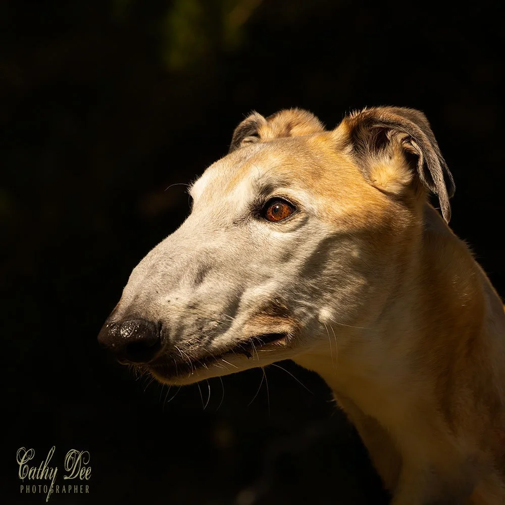 Beautiful roman nosed greyhound