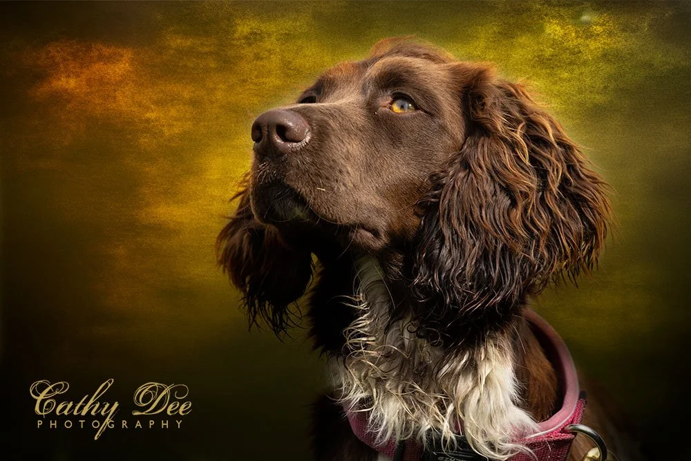 Springer spaniel