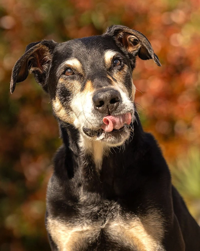 elderly huntaway dog