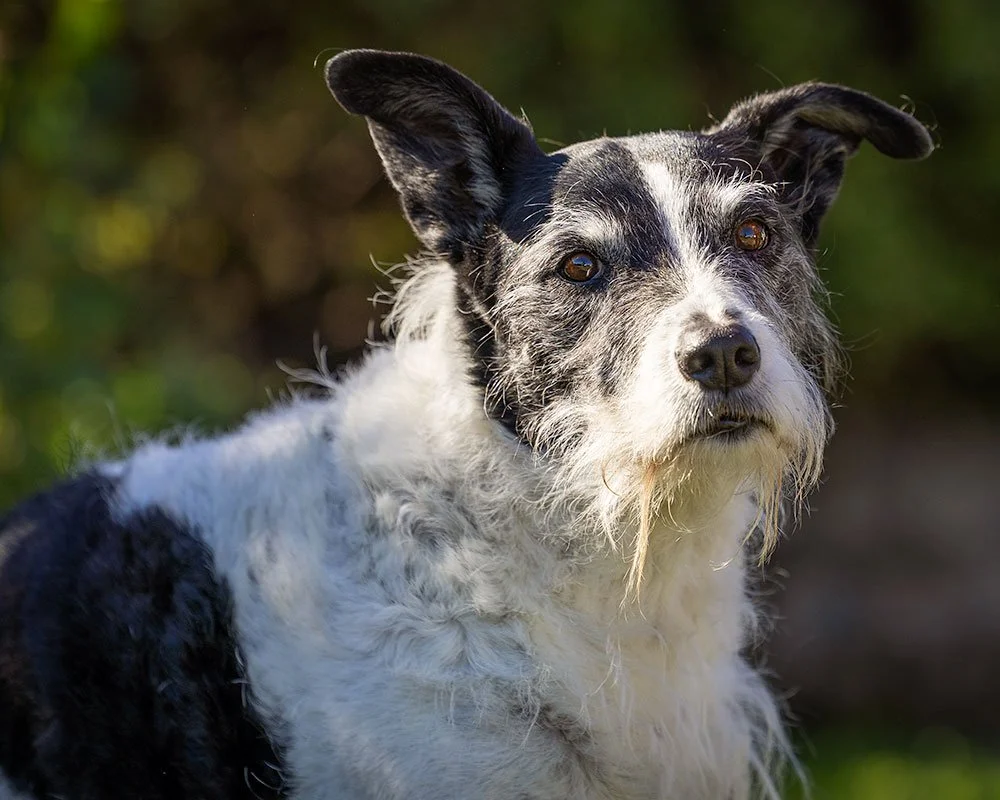 Elderly border x beardie collie