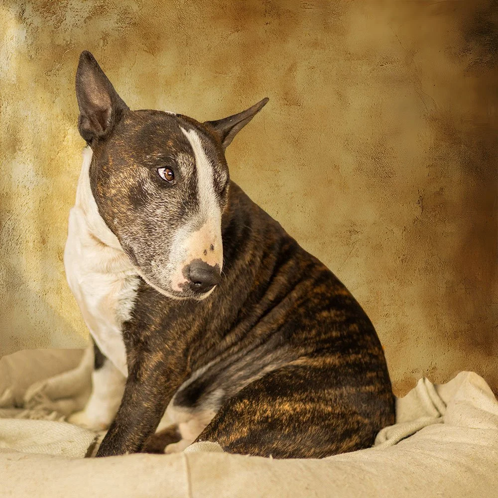 English Bull Terrier
