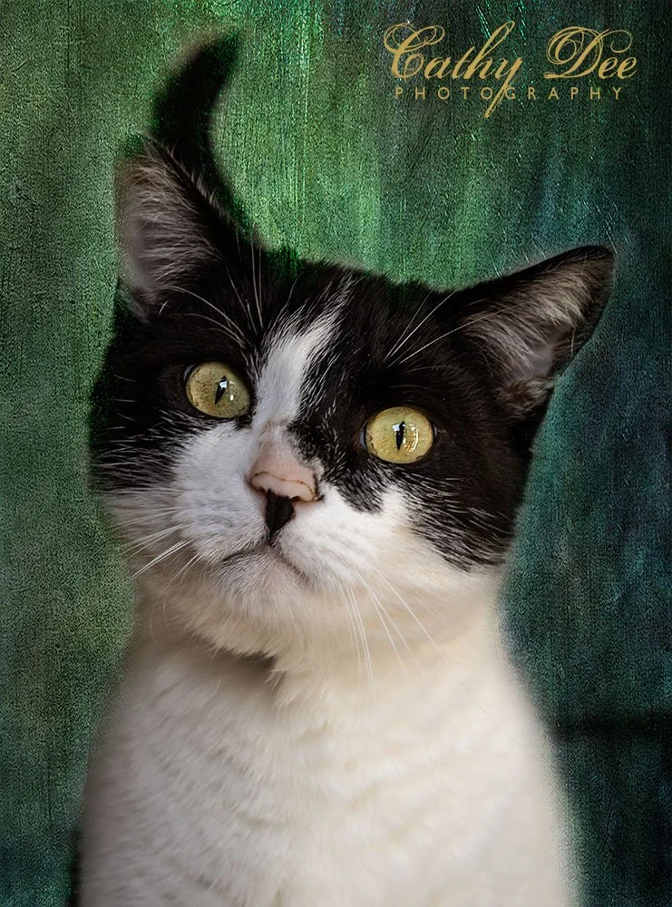 Masked cat
