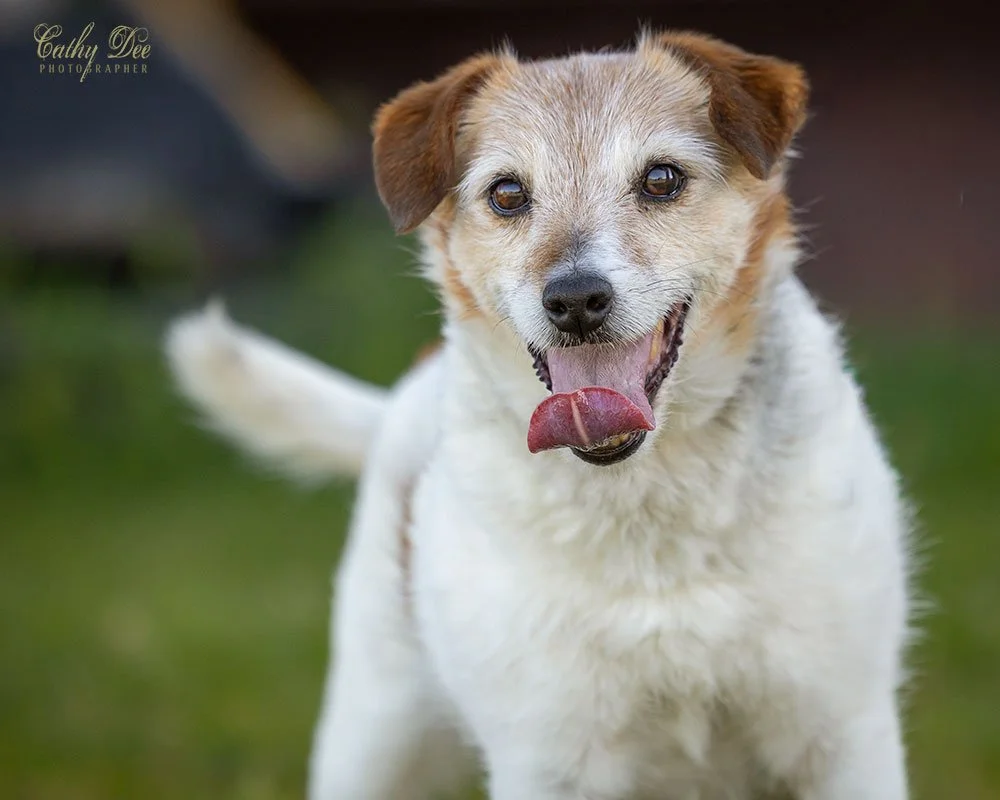 Elderly jack russell terrier