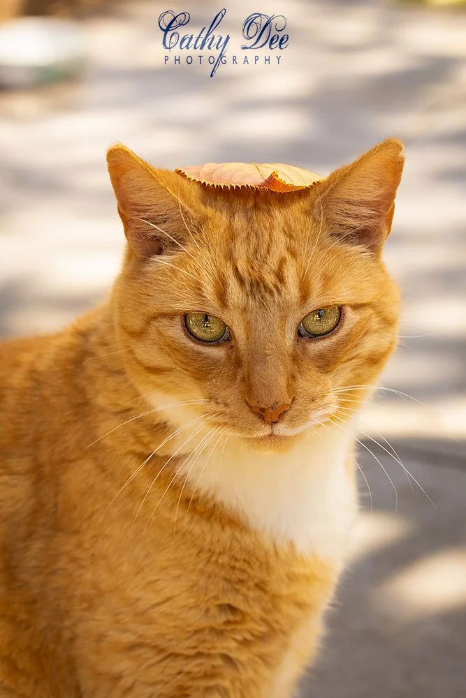 cat with leaf on his head