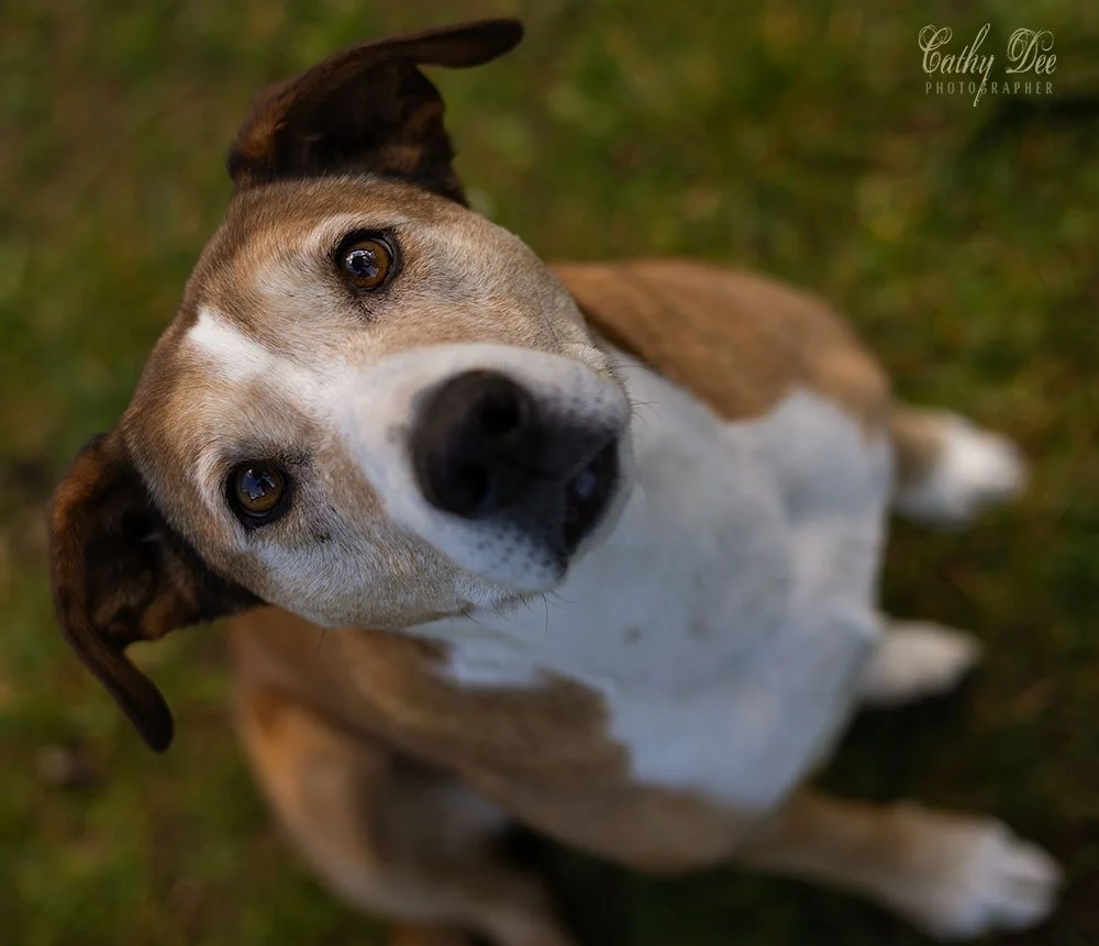 bull breed mix