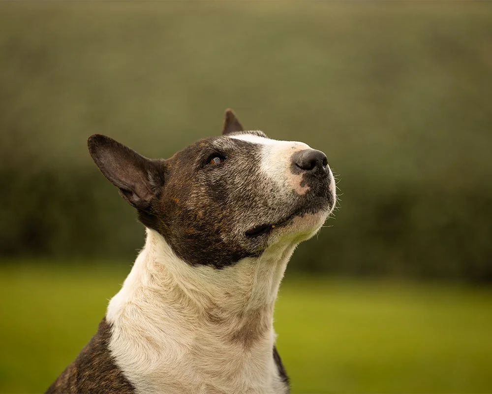 English Bull terrier