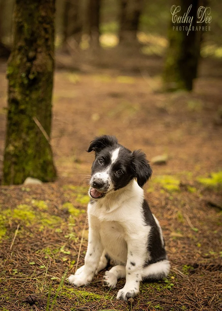 Puppy in the forest