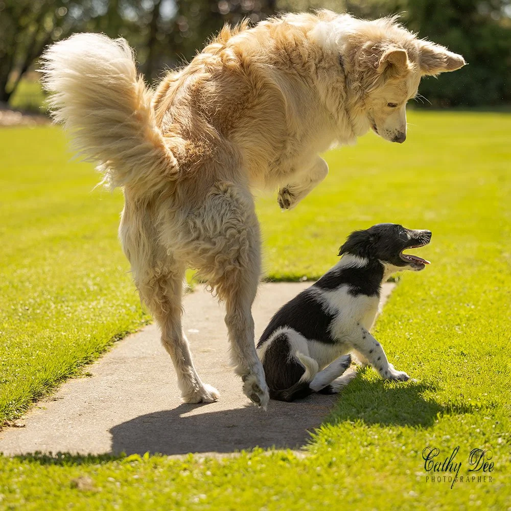 Adult Border Collie playing with puppy