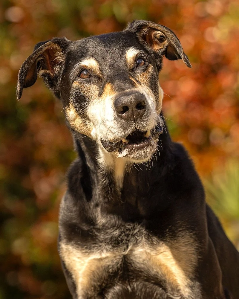 Elderly Huntaway dog