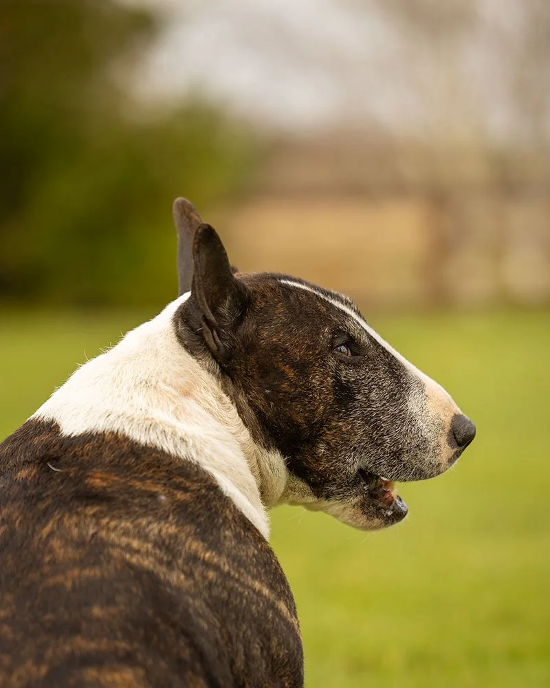 English Bull terrier