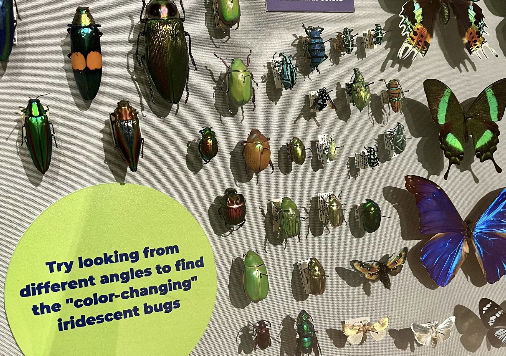 Bugs and Butterflies Ball in the link 