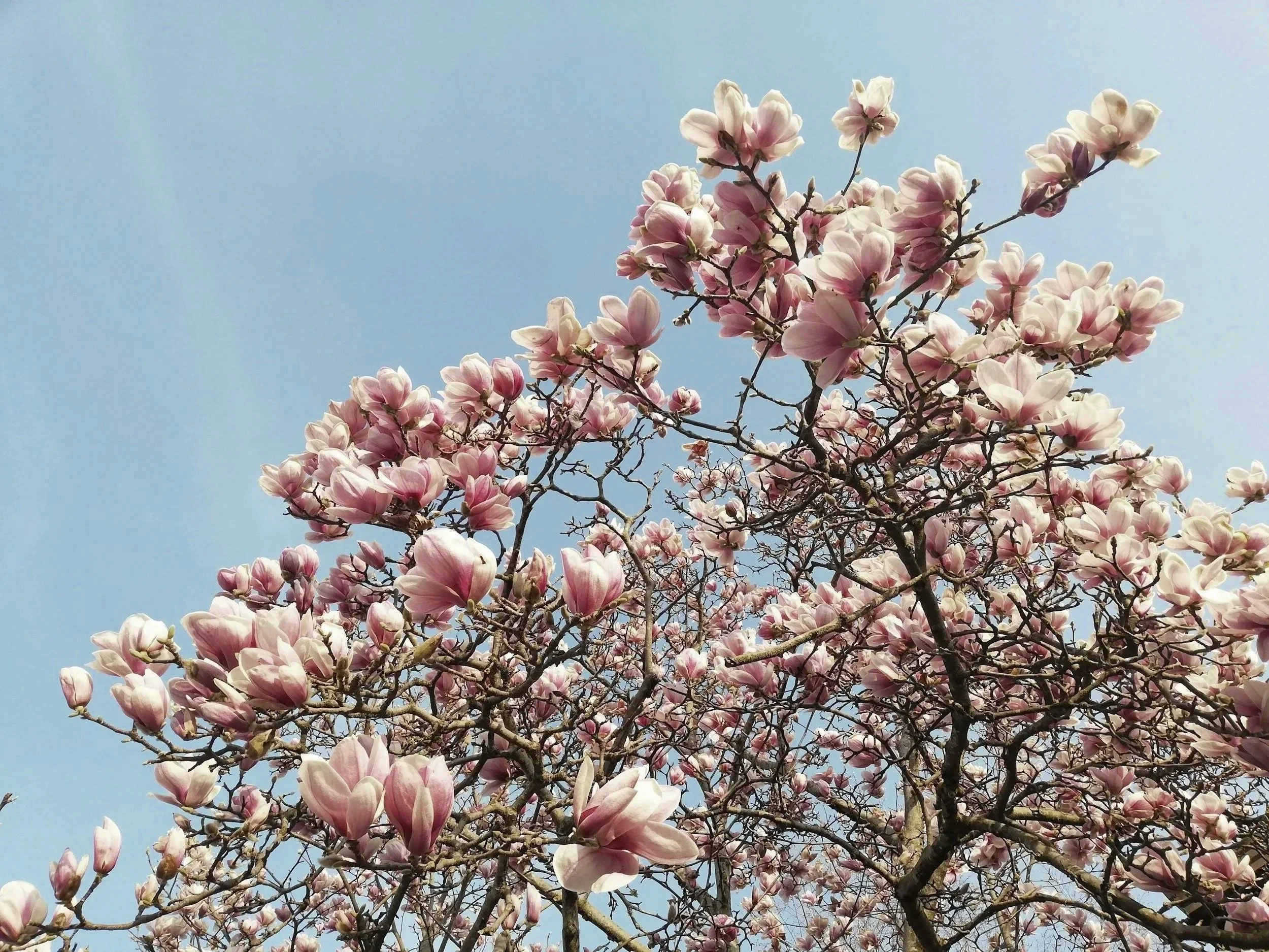 Outdoor wedding venue in Novato at Tea Bouquet Farmstead