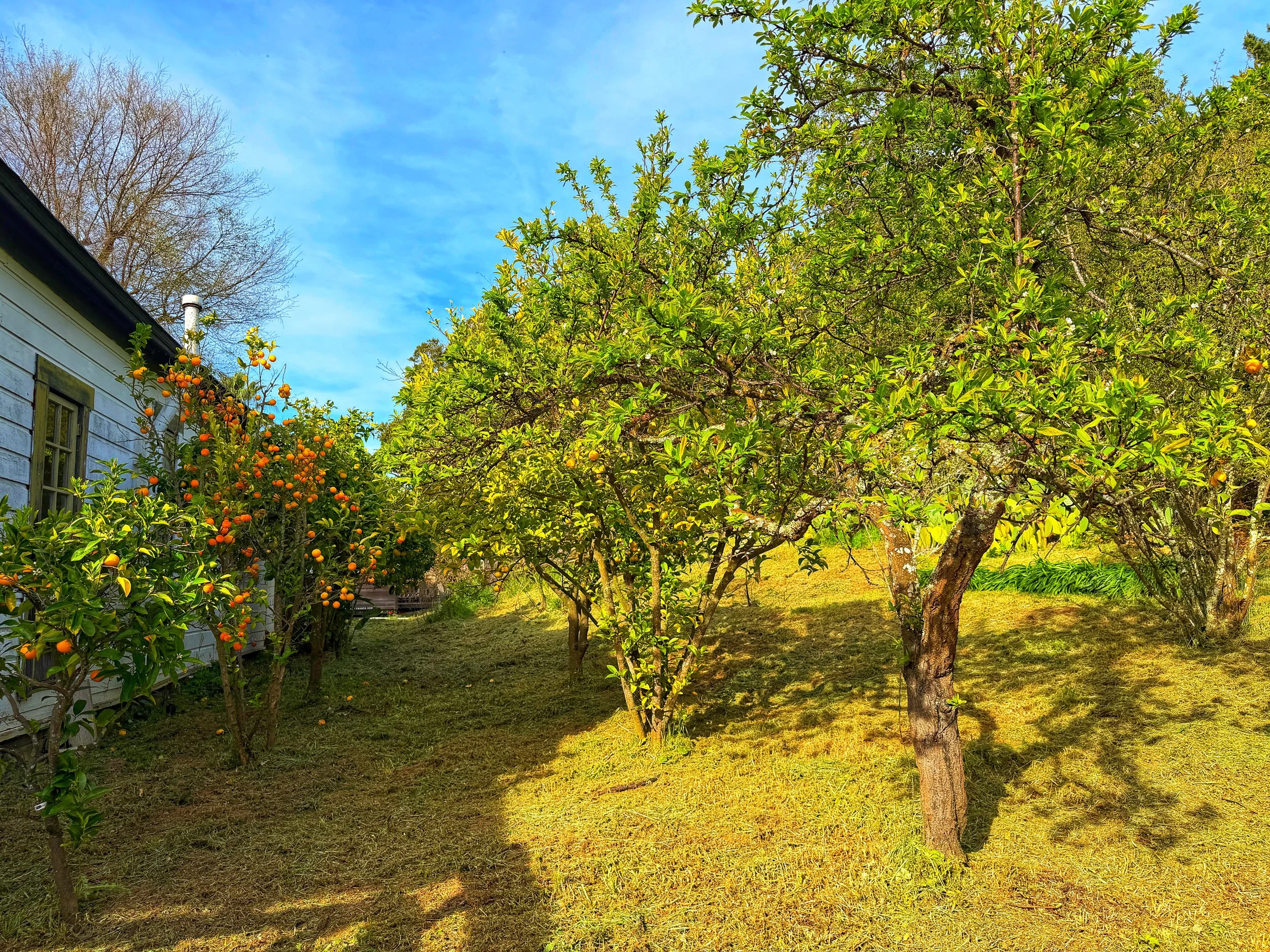 Outdoor wedding venue in Novato at Tea Bouquet Farmstead