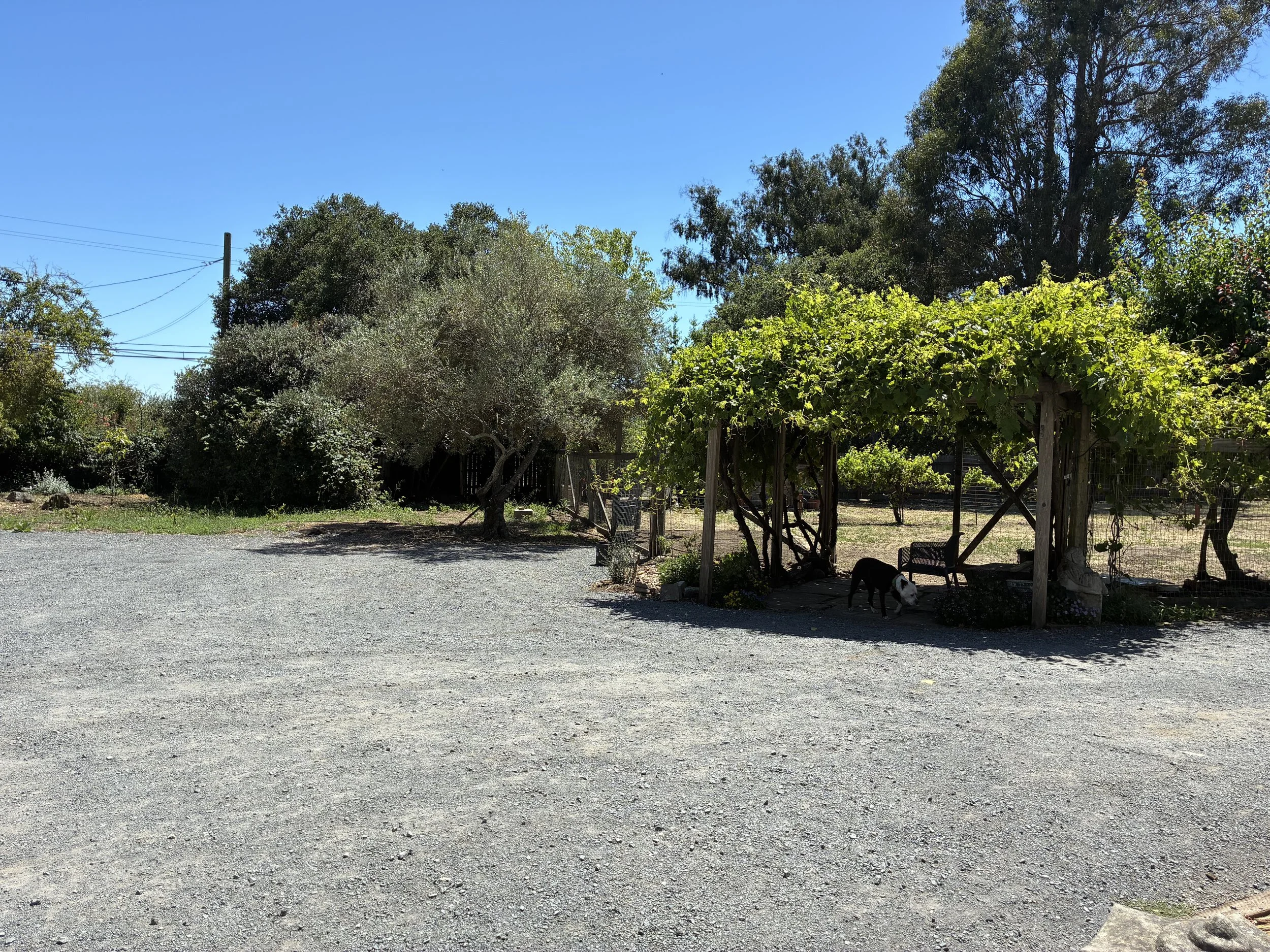 IMG_1619.jpeg
