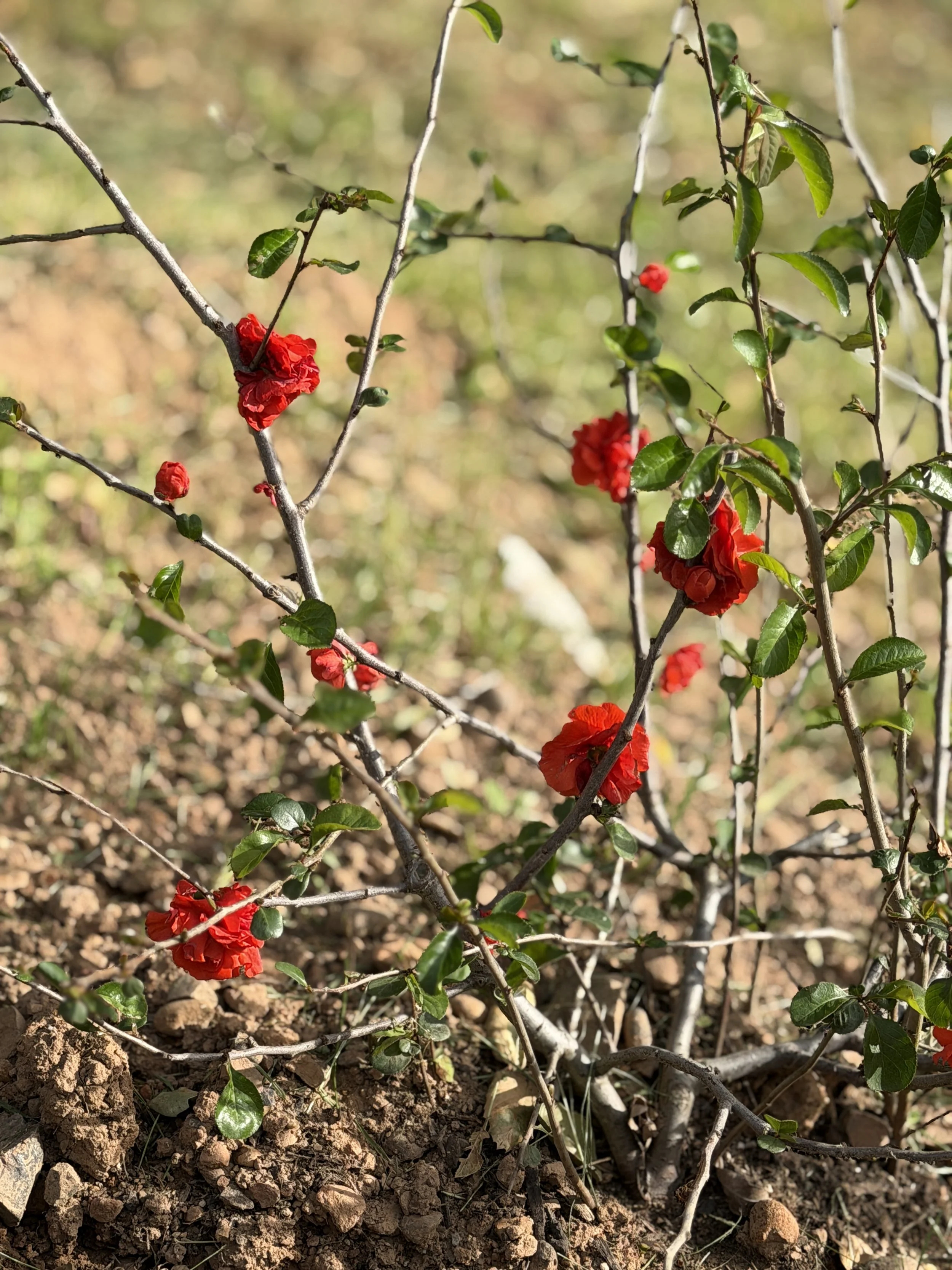 Outdoor wedding venue in Novato at Tea Bouquet Farmstead