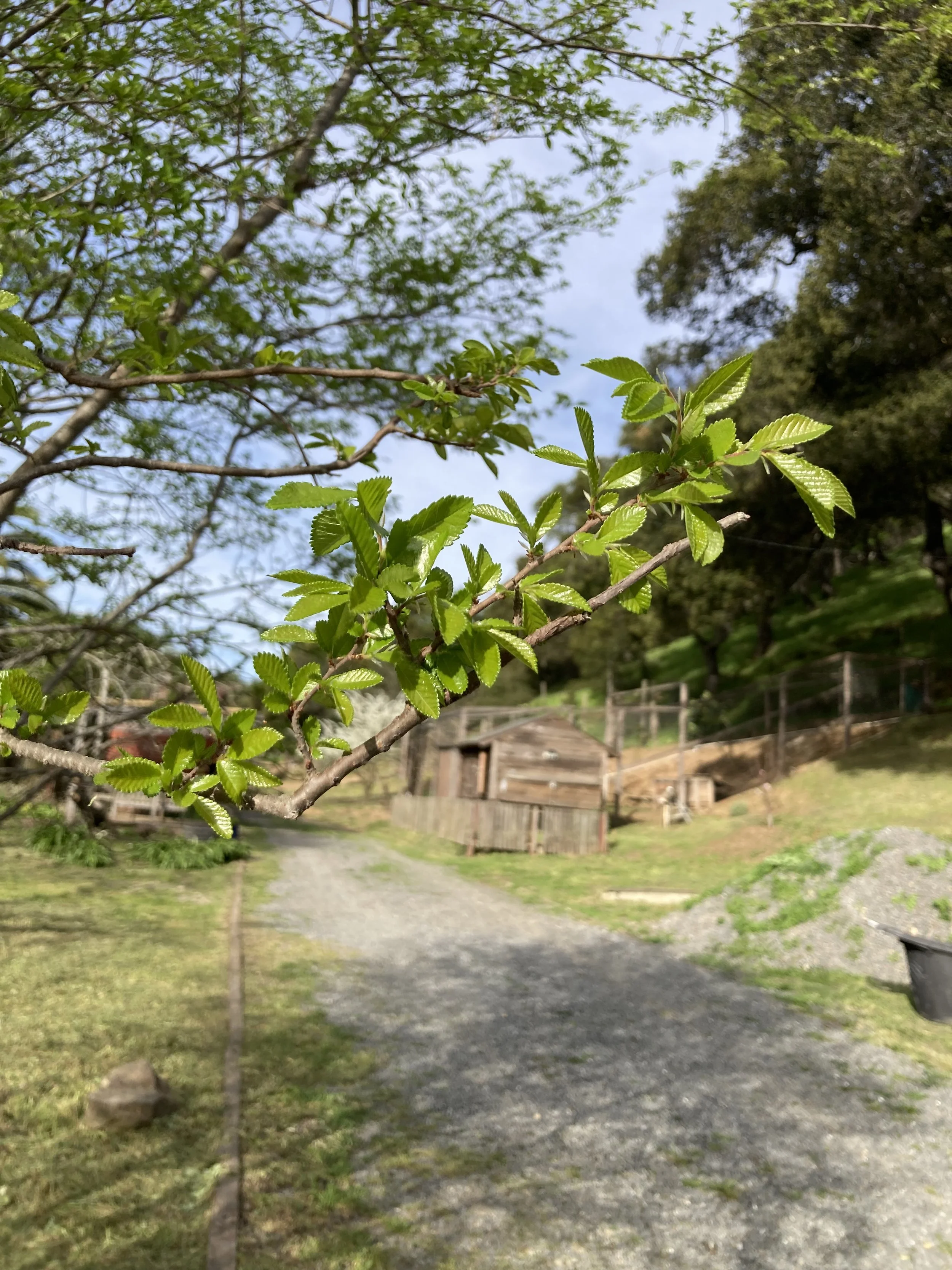 Outdoor wedding venue in Novato at Tea Bouquet Farmstead