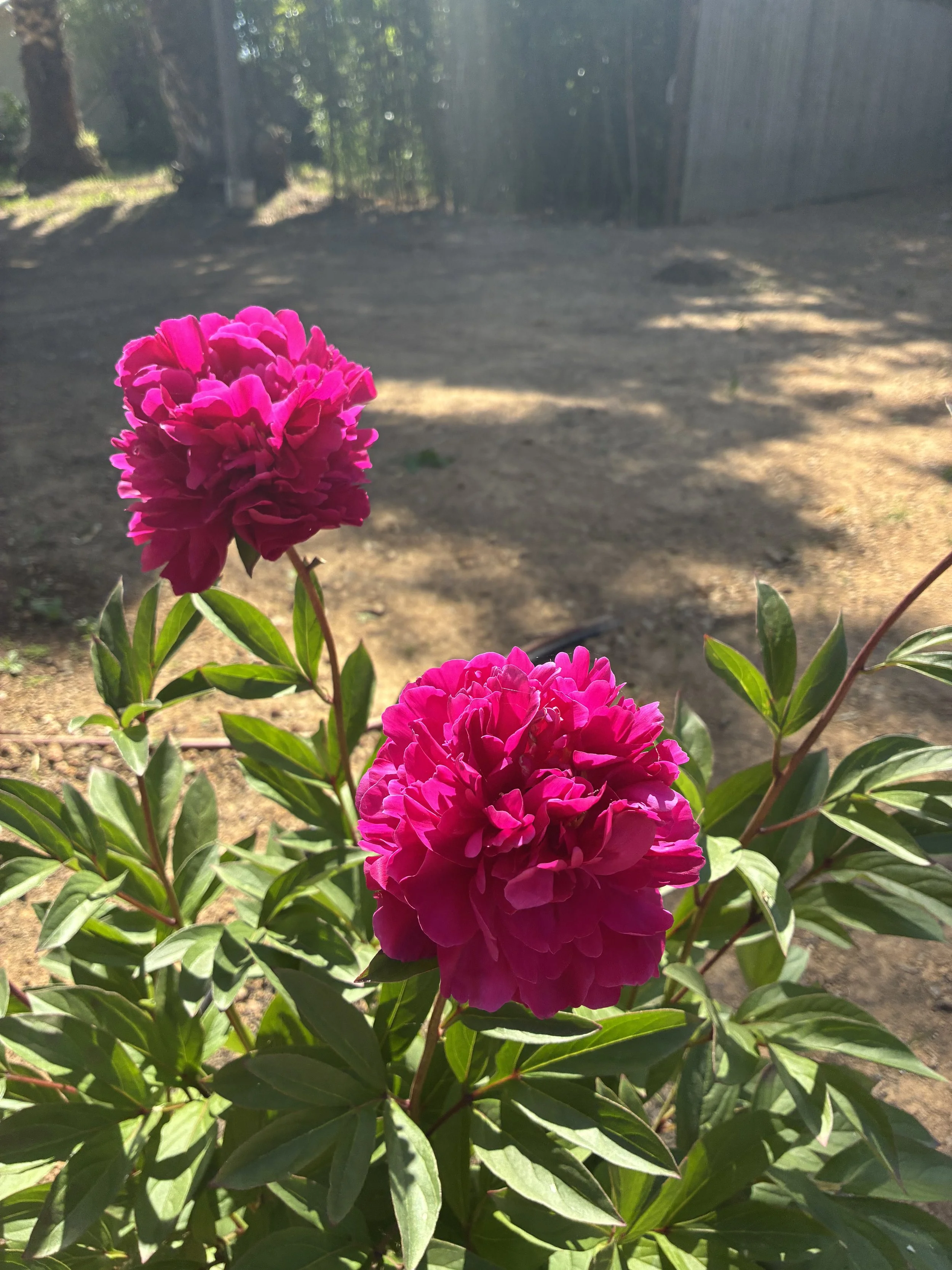IMG_1087.jpeg
