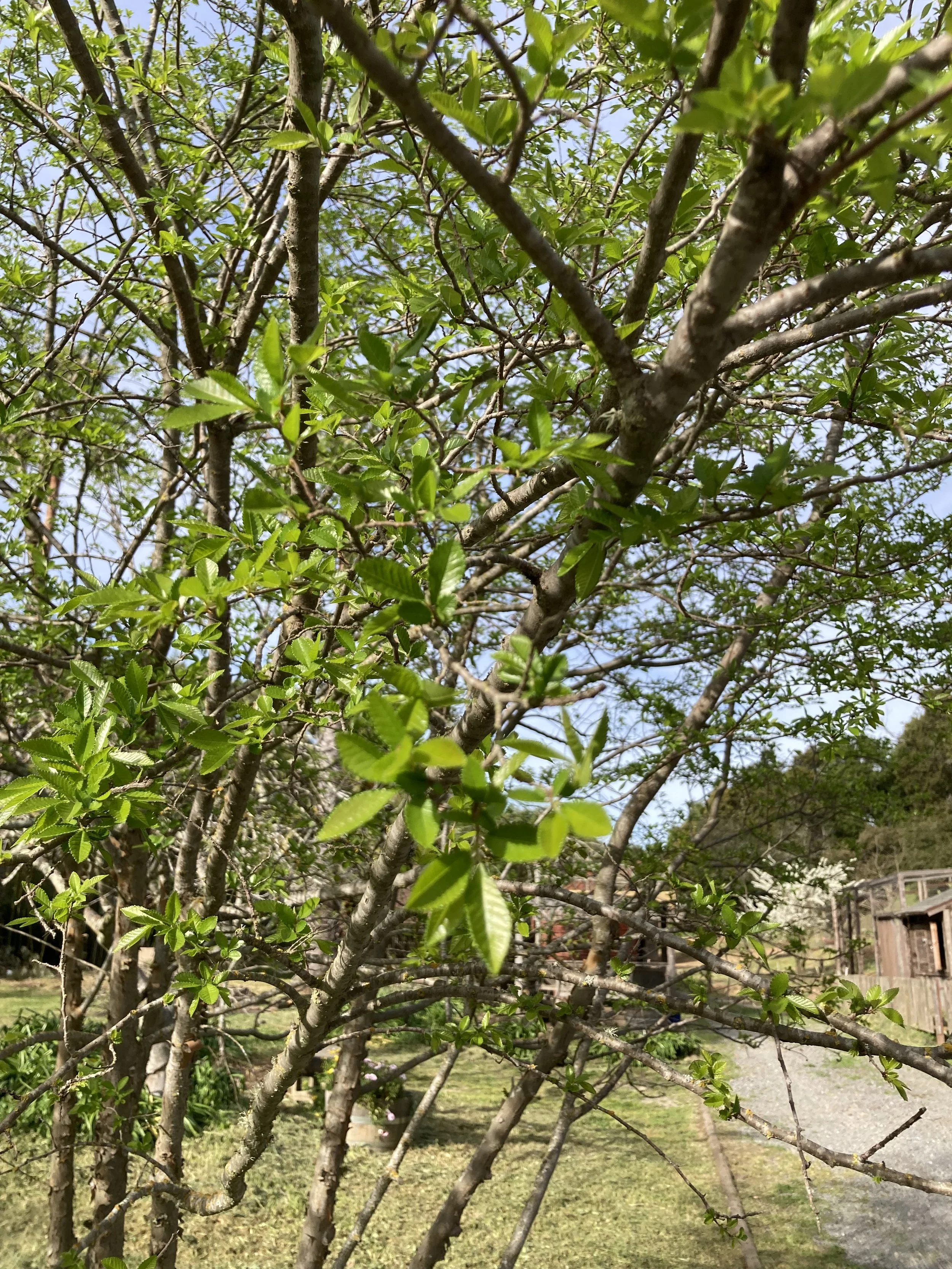 Outdoor wedding venue in Novato at Tea Bouquet Farmstead