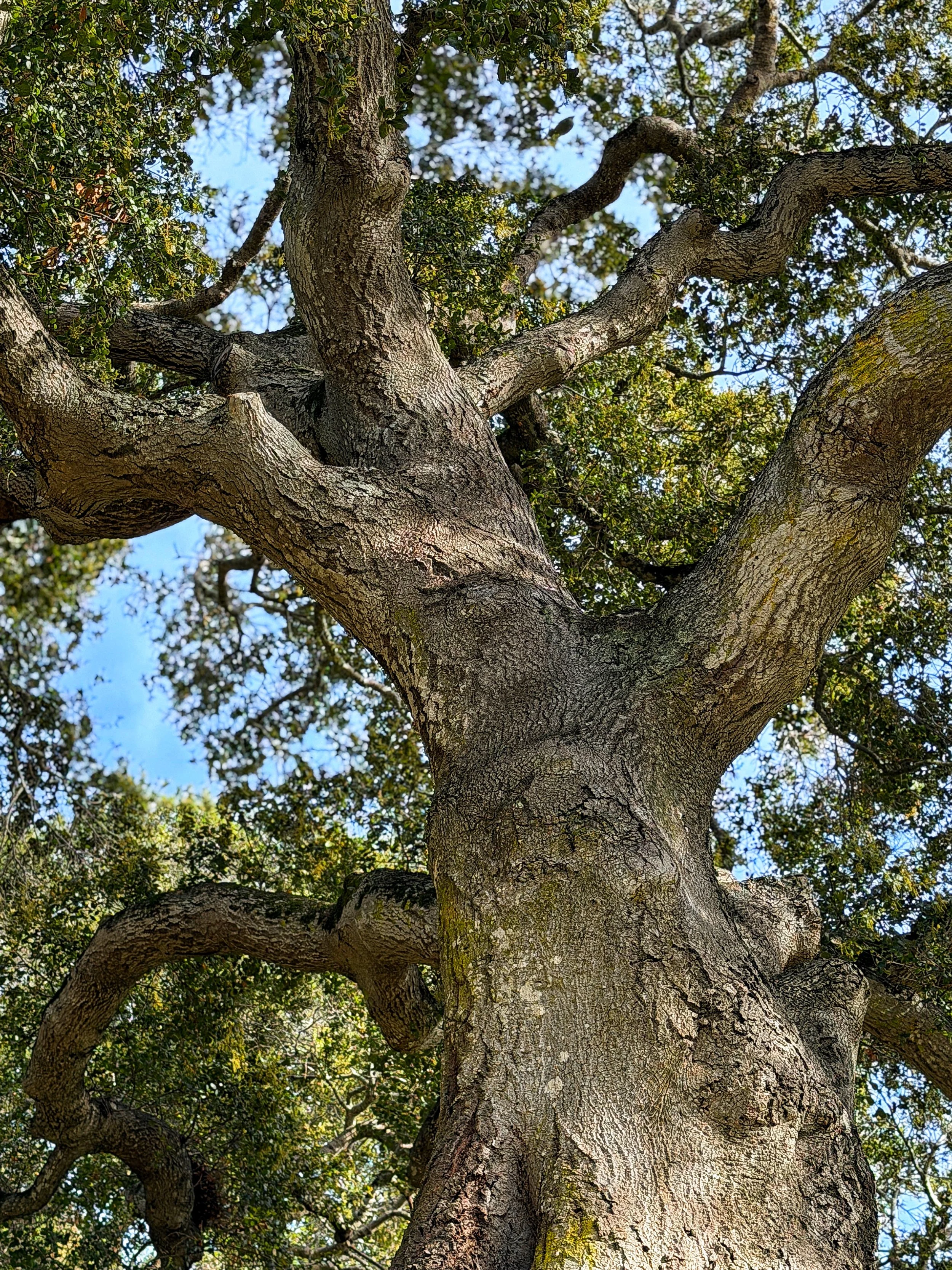 Outdoor wedding venue in Novato at Tea Bouquet Farmstead