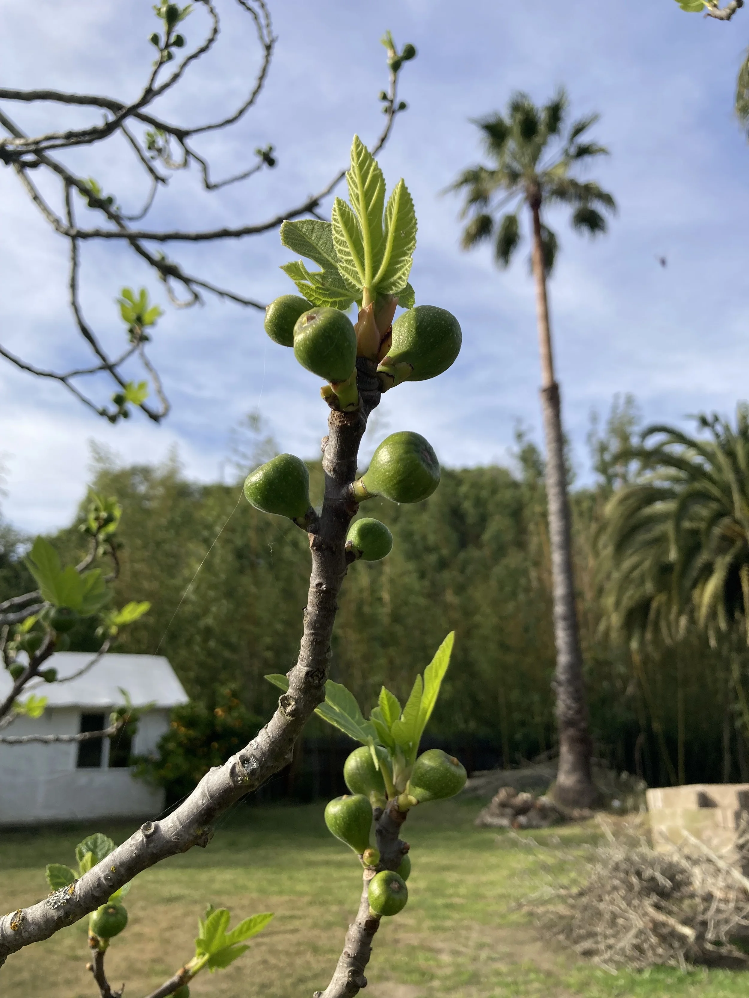 Outdoor wedding venue in Novato at Tea Bouquet Farmstead