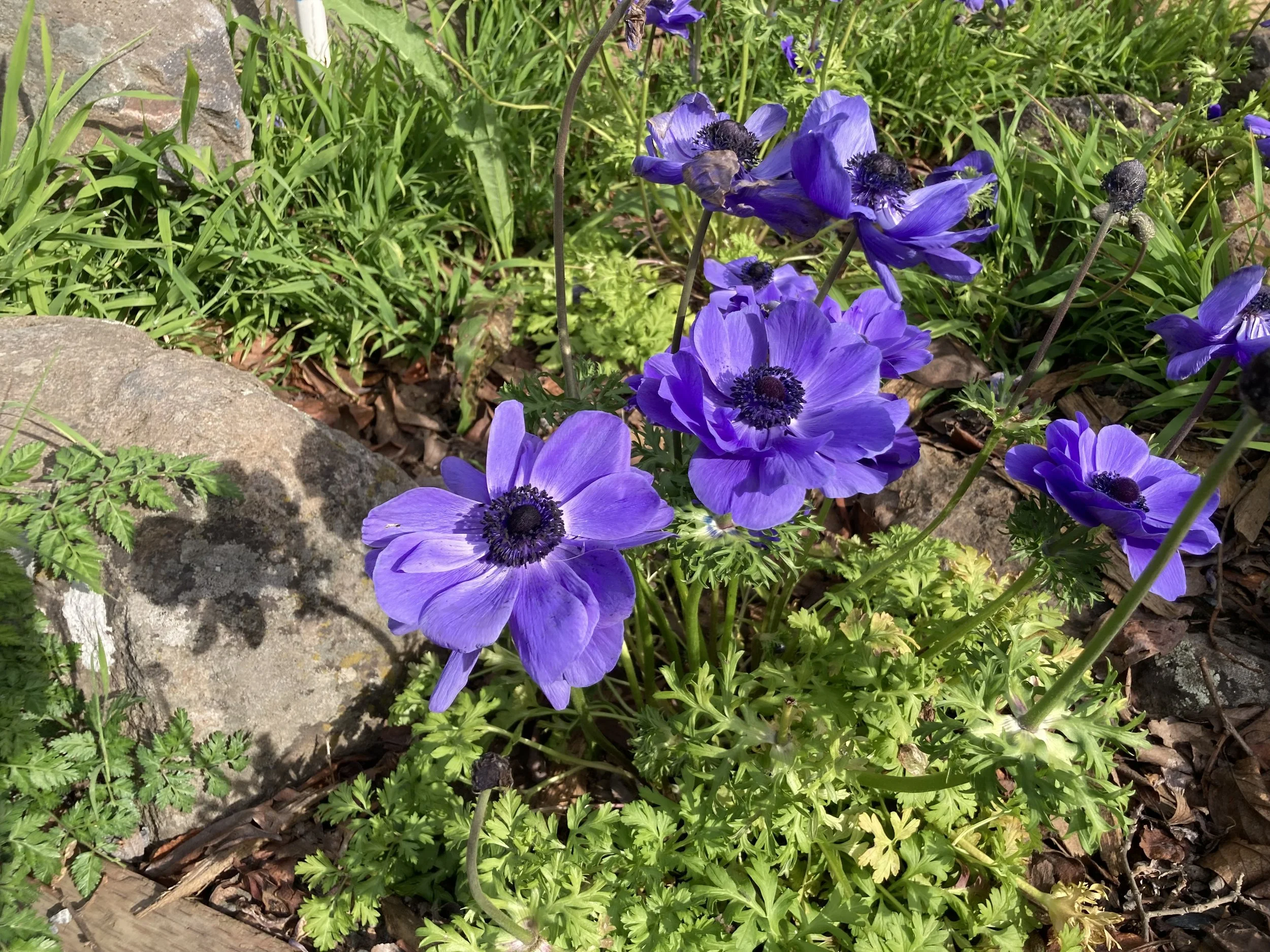 Outdoor wedding venue in Novato at Tea Bouquet Farmstead