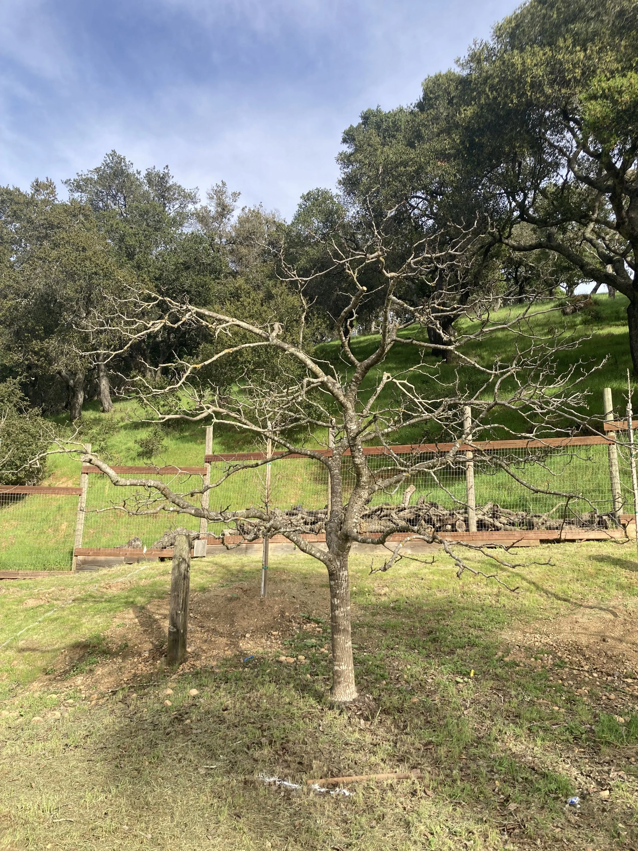 Outdoor wedding venue in Novato at Tea Bouquet Farmstead
