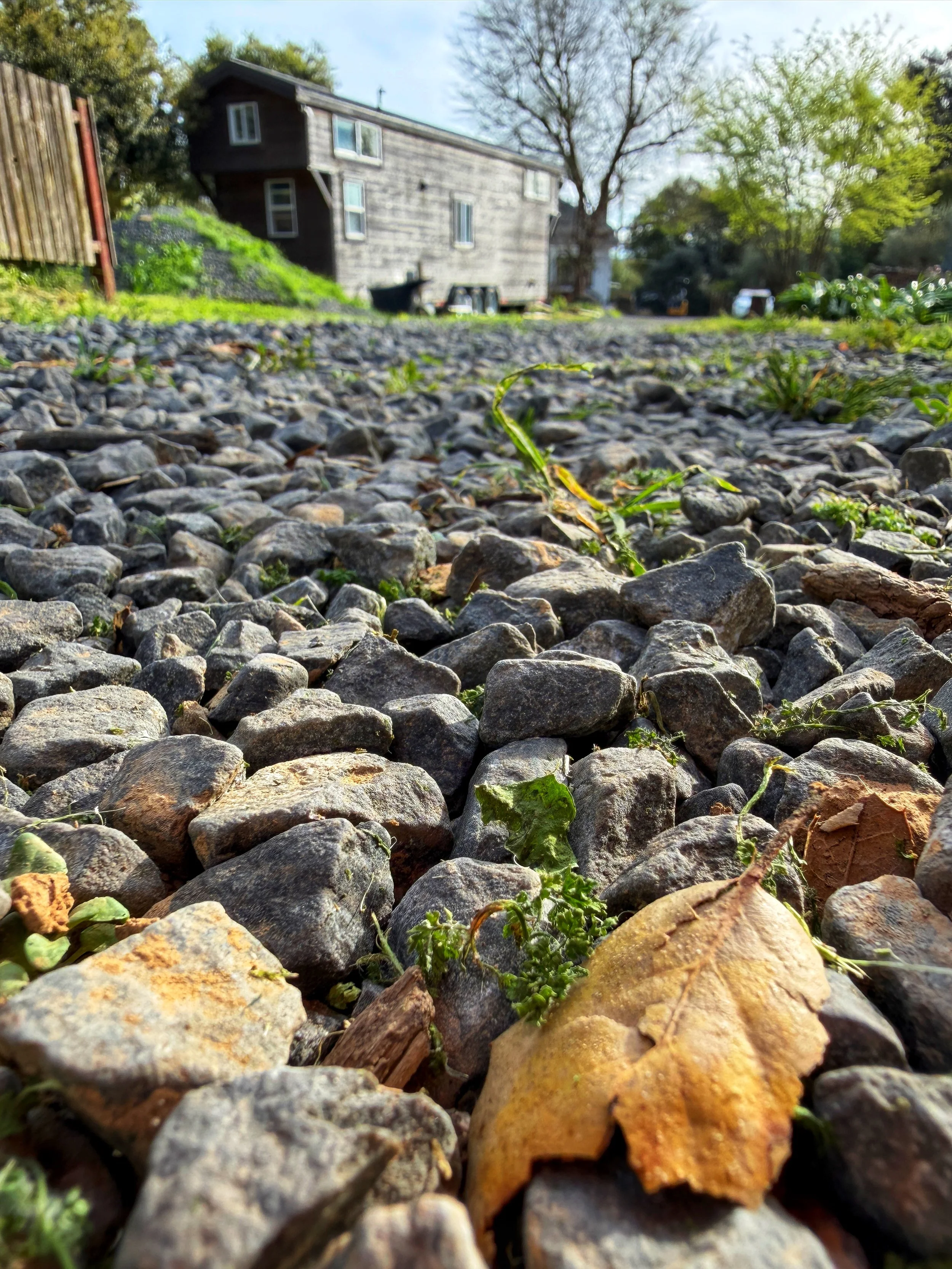 Outdoor wedding venue in Novato at Tea Bouquet Farmstead