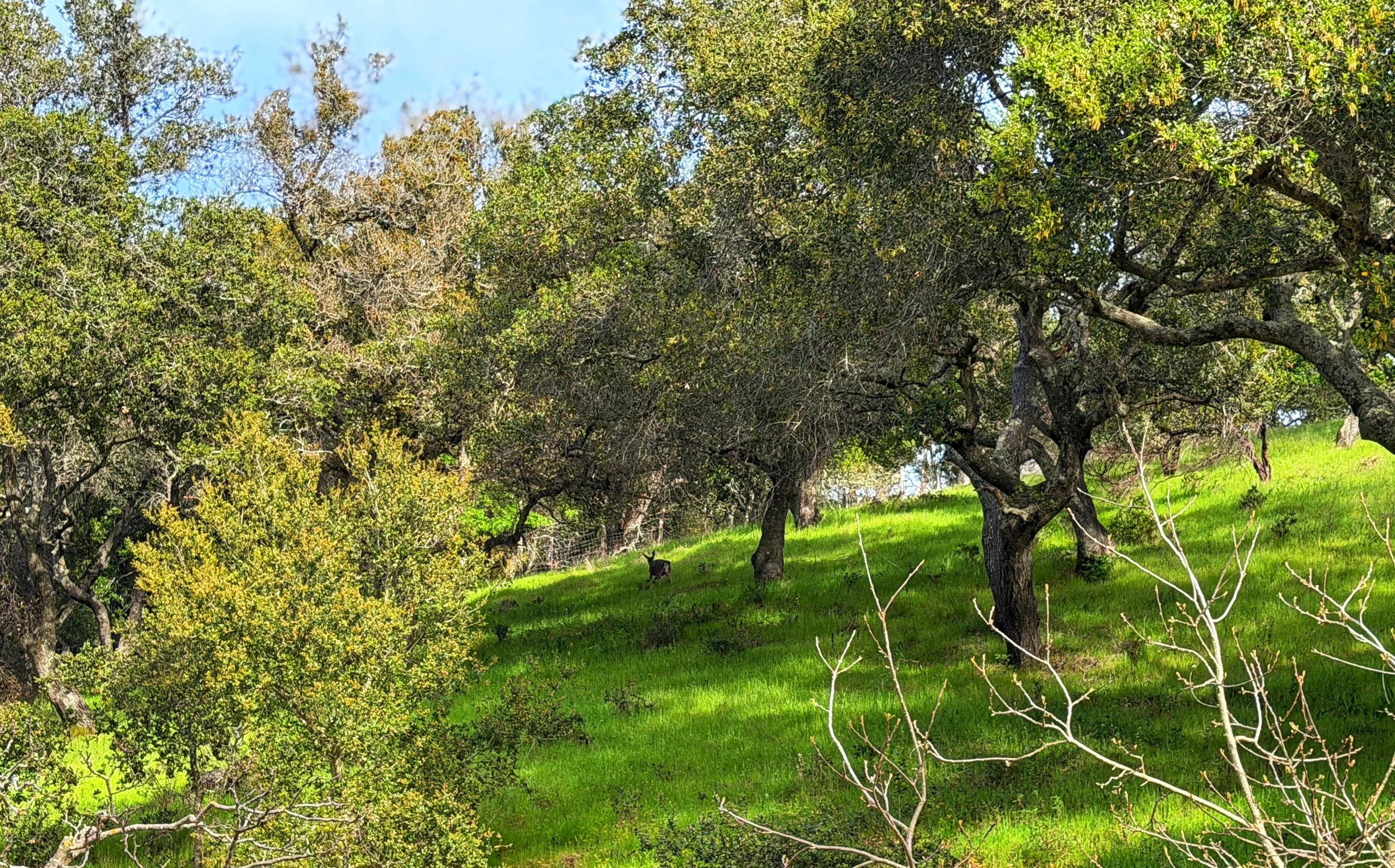 Outdoor wedding venue in Novato at Tea Bouquet Farmstead