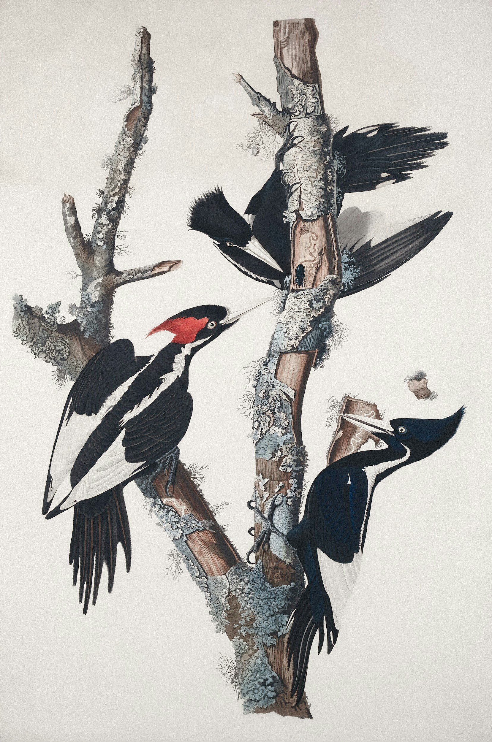 Ivory Billed Woodpecker