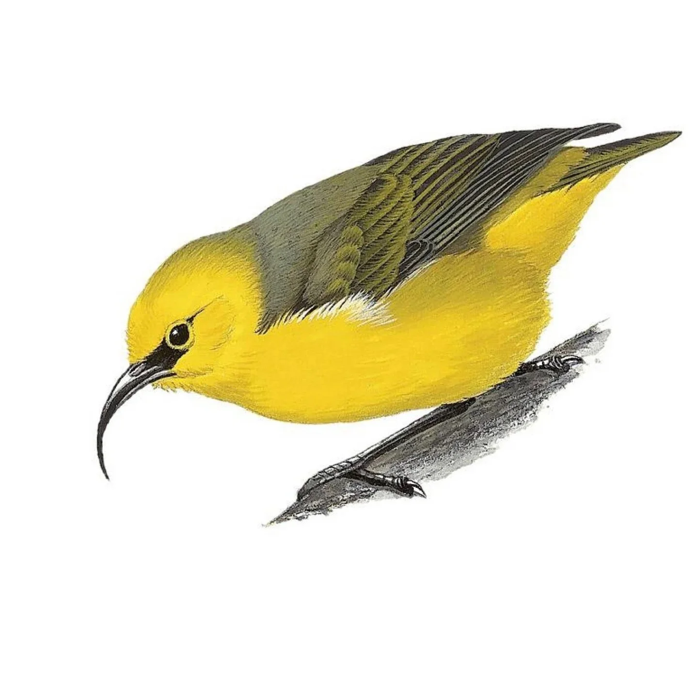 Maui Nukupu’u