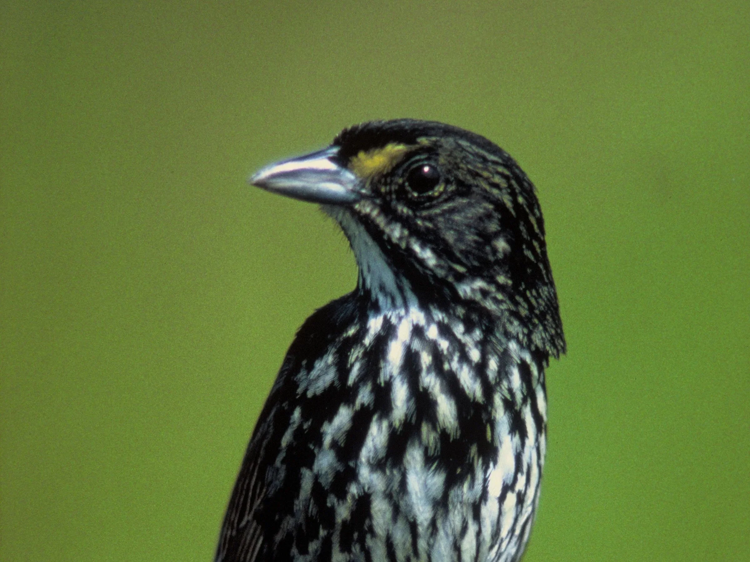 Dusky Seaside Sparrow