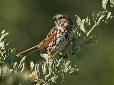 Santa Barbara Song Sparrow