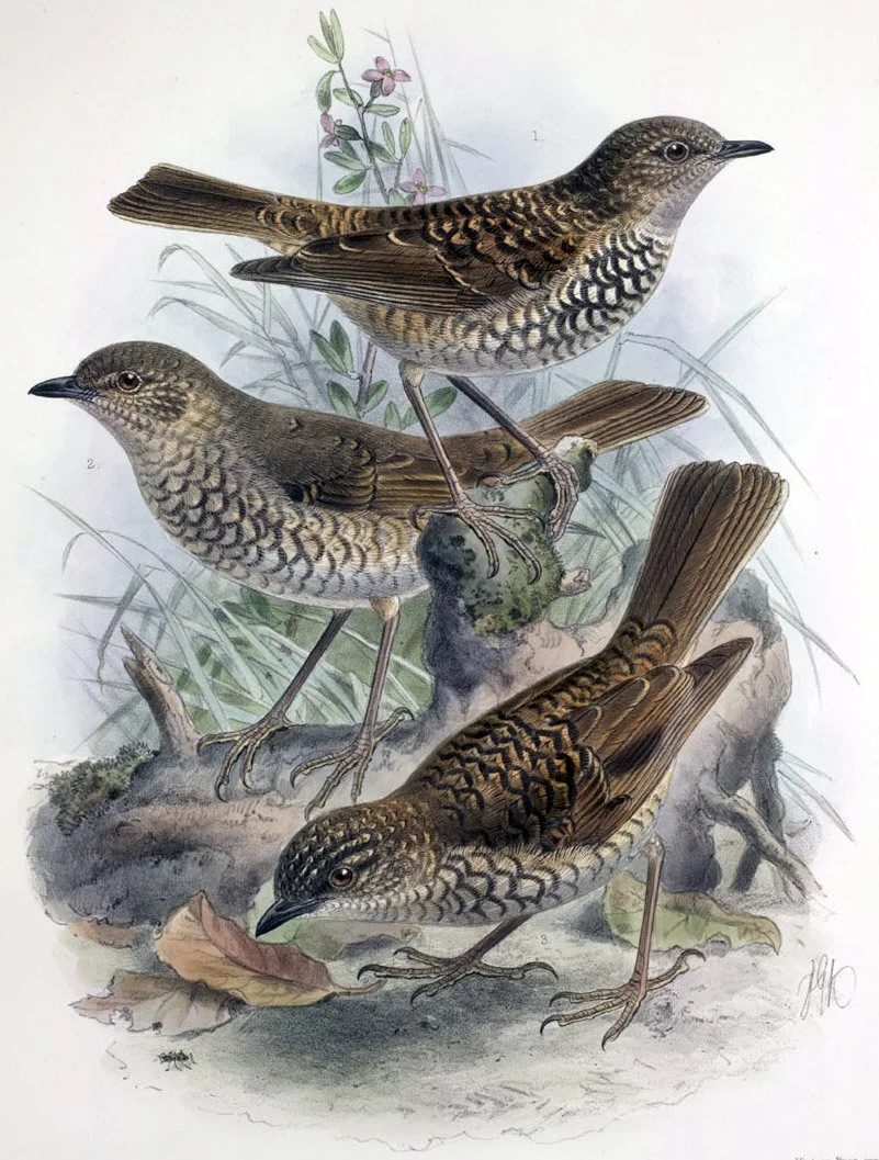 Kāmaʻo