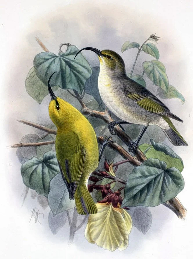 Kaua’i Nukupu’u