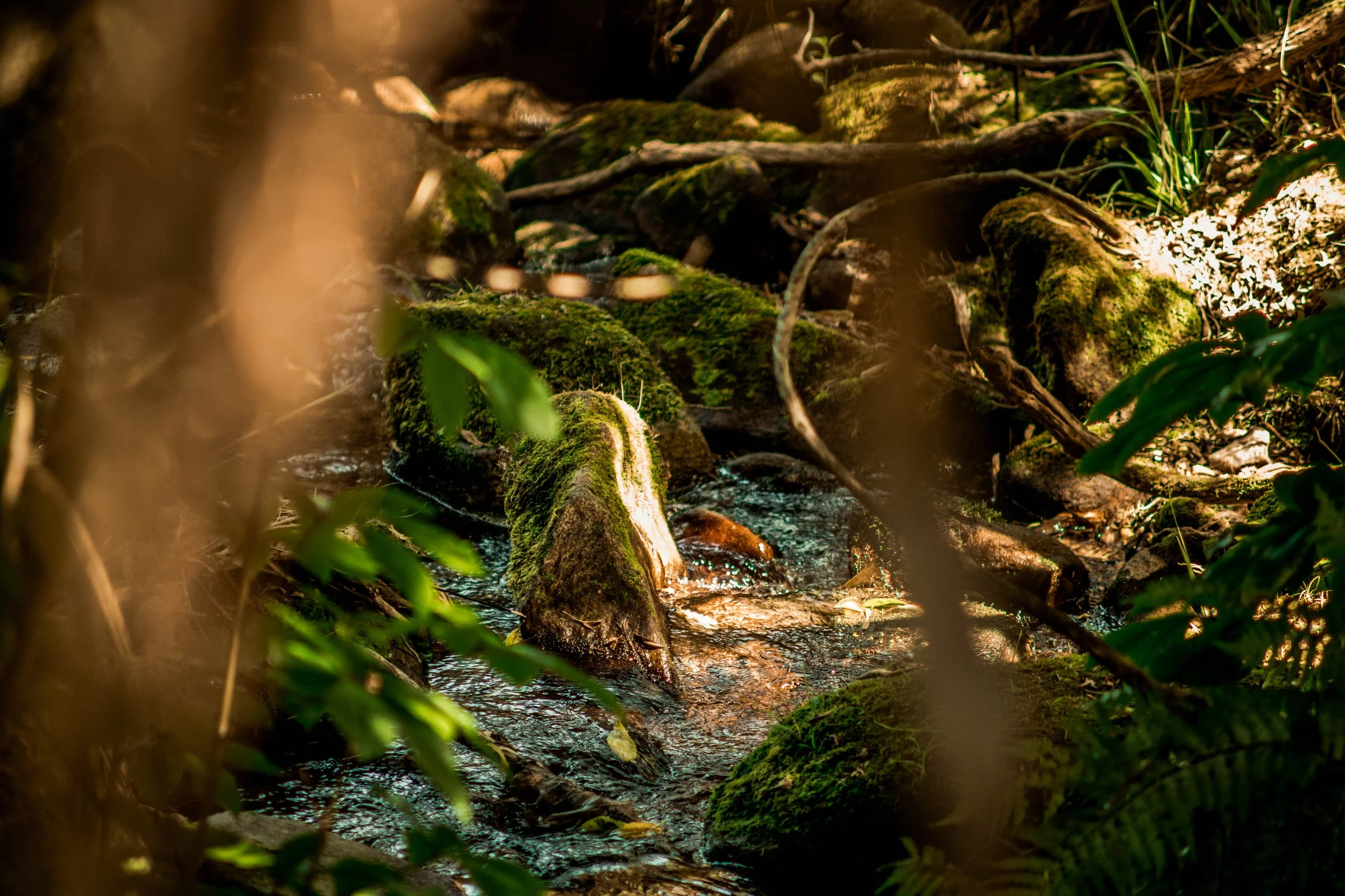 A view through the forest to a small stream
