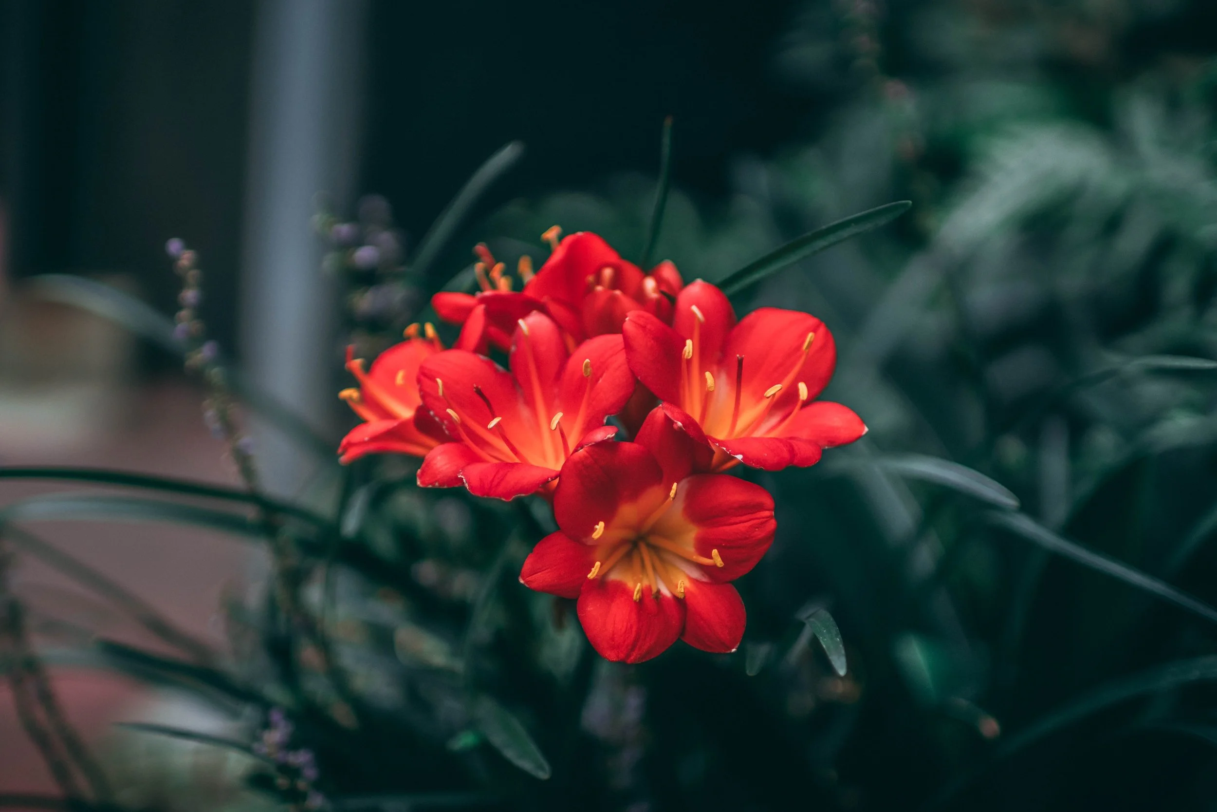An orange flower on a dark background
