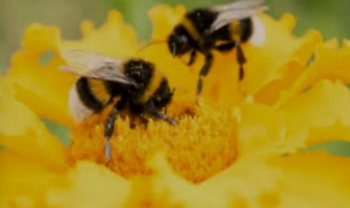 Bee-inspired branding image symbolizing creativity, communication, collaboration, and strategic business content development.