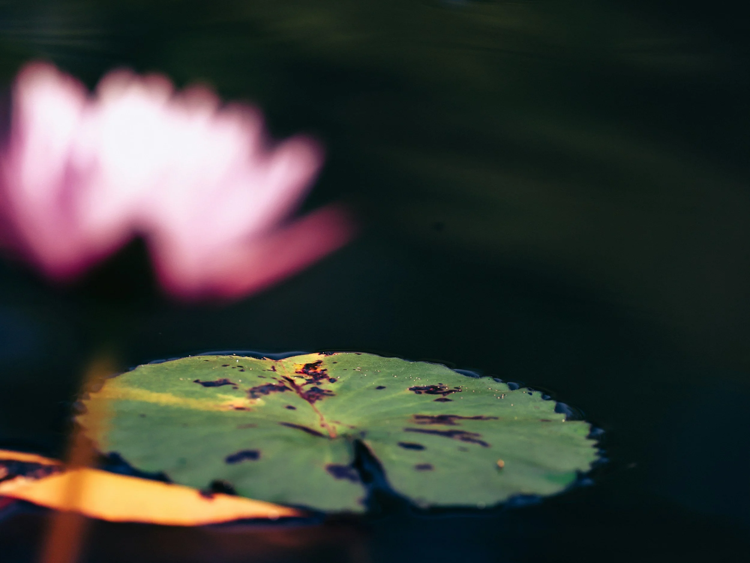 5 Vagus Nerve Techniques That Will Change How You Feel Every Day