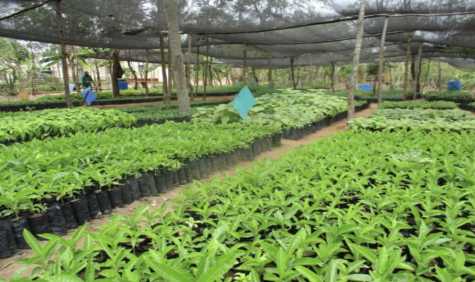 $20,000 Gift: Help Build a Regeneration Hub. In Appreciation: At-Home Makeup Session with Celebrity Makeup Artist Katey Denno & $250 Gift Card from Beauty Heroes