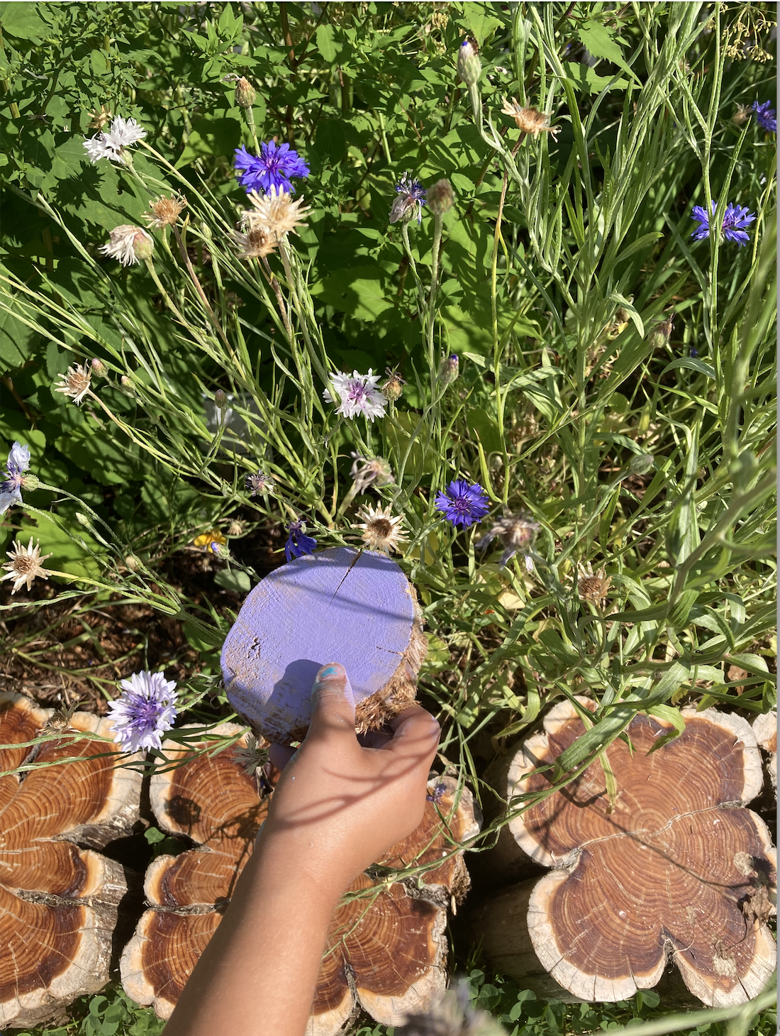 A child's hand holding a purple tree cookie in a garden with green foliage and purple, white, and blue flowers, along with stumps in the background.  The child is matching the color of the chalk to the color of the flowers.