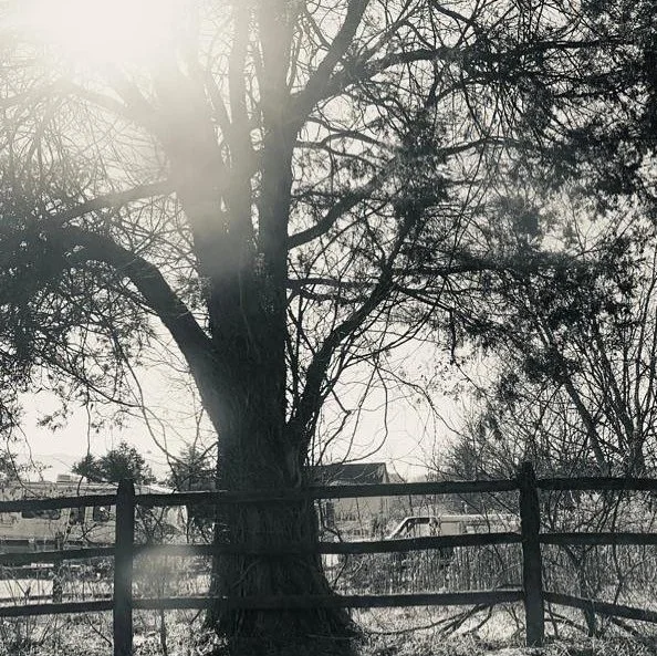 a black and white image of a large tree behind a wooden fence. the sun is shining behind the top left corner of the tree.