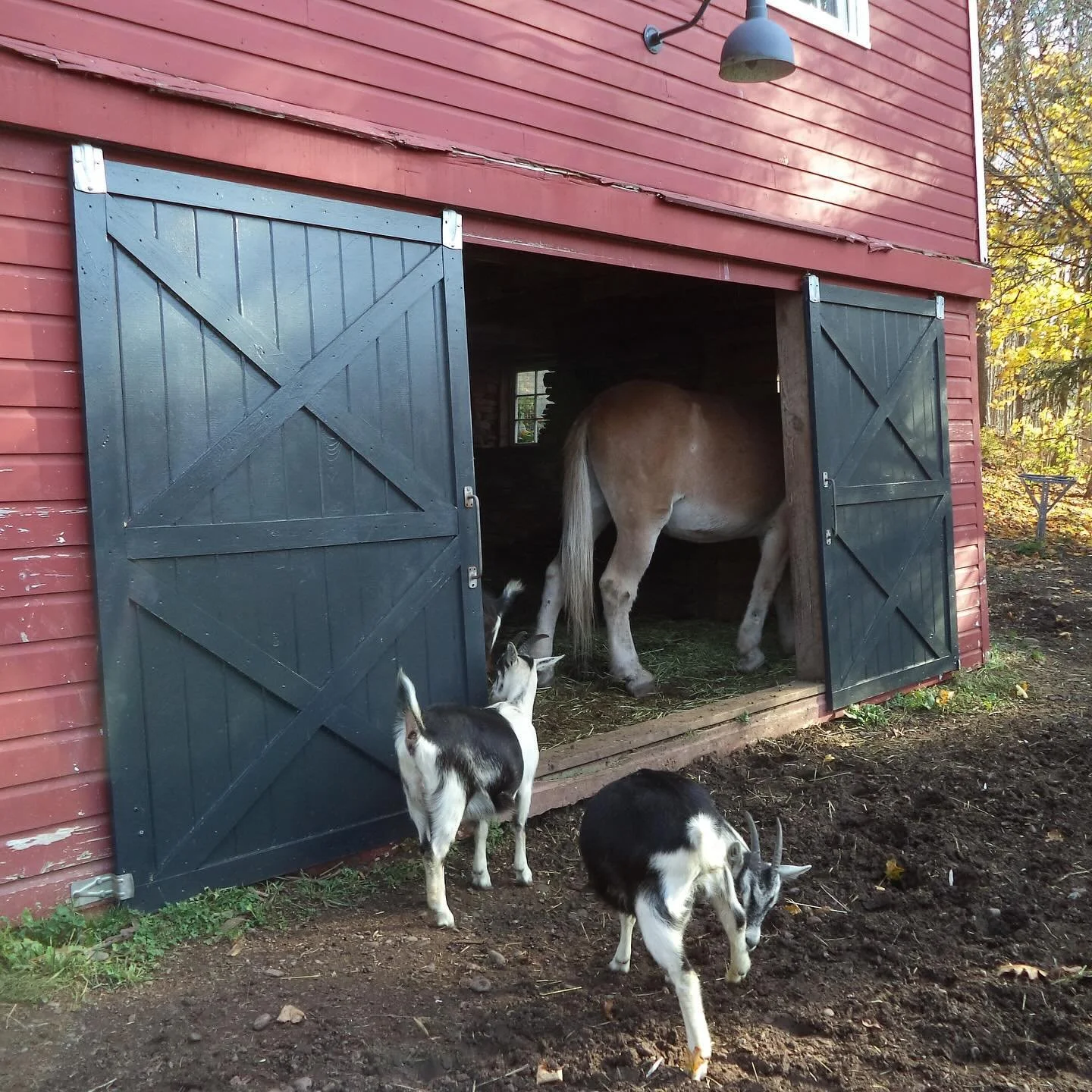 goat vaccination spot 🐐 💉